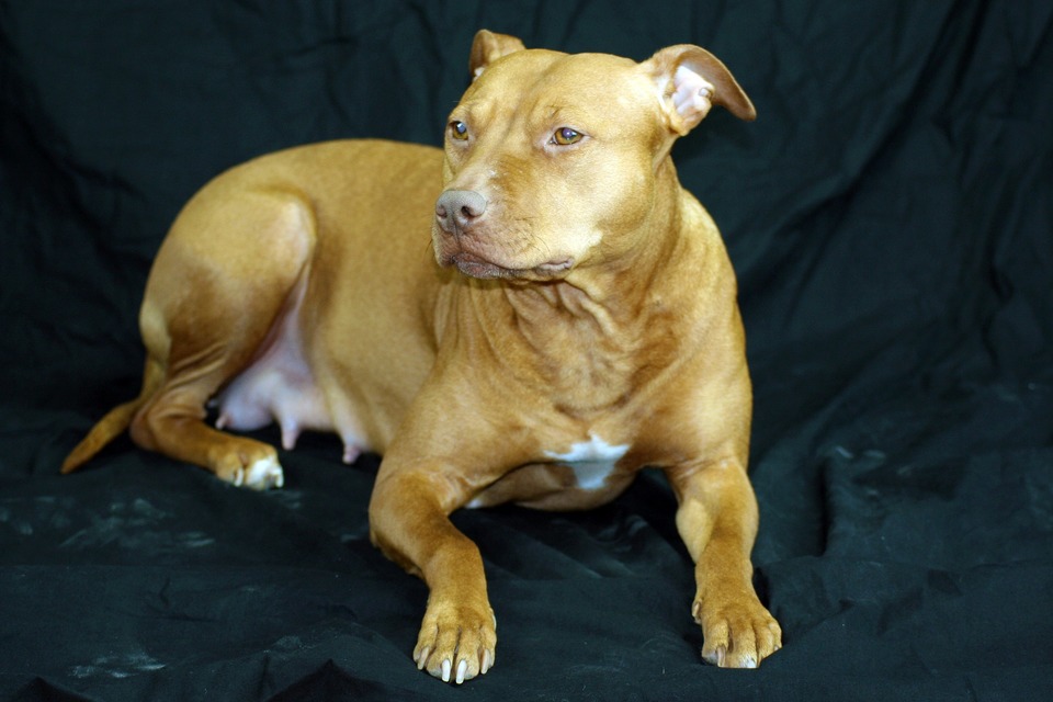 Pitbull teef met zichtbaar vergrote en rode melkklieren. De teef is zwanger of aan het zogen.