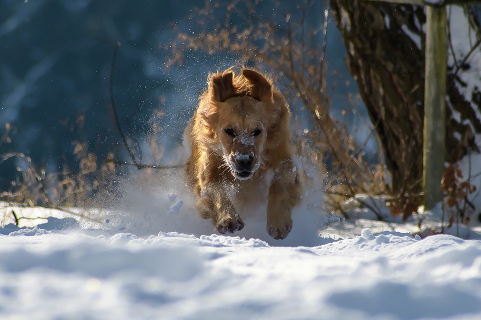 Golden Retriever loopt in de sneeuw. Voor honden van dit ras is een kort verblijf in de kou niet gevaarlijk.