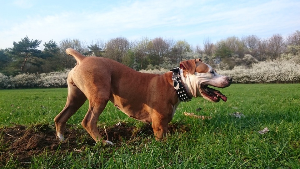 De American Staffordshire Terrier moet al als puppy leren waar zijn grenzen liggen. Hij maakt gebruik van de onoplettendheid van de eigenaar.