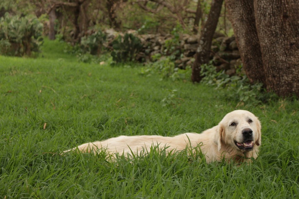 Labrador in een grasdickicht. Bij elke wandeling kan de hond ongewenste gasten meebrengen.
