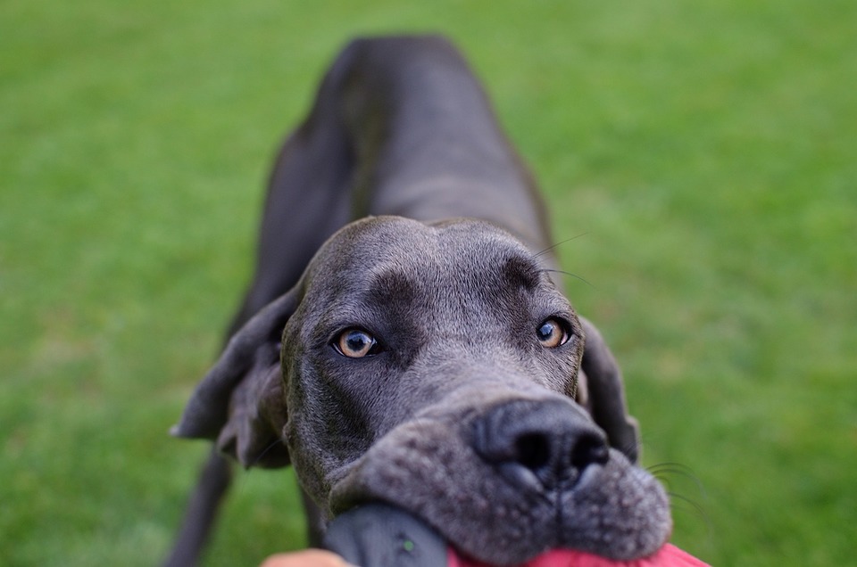 Weimaraner speelt met een speelgoed.