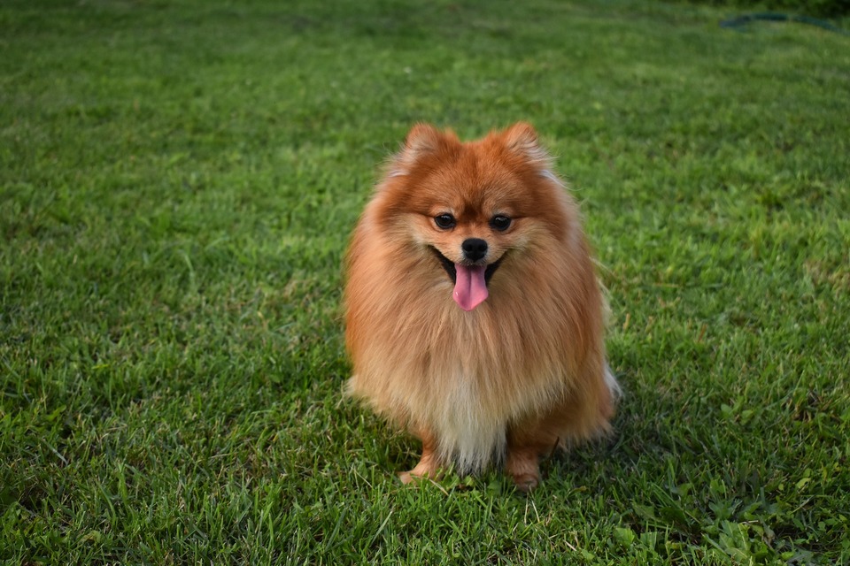 Volwassen miniatuur spitz hond. Een roestkleurige hond met een kenmerkende lachende uitdrukking op zijn gezicht.