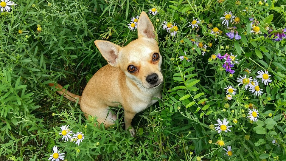 Een kleine mixhond zit op een grasveld tussen wilde bloemen en kruiden