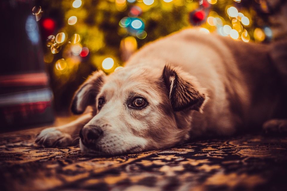 Kerstmis kan voor een hond een stressvolle ervaring zijn. Laten we dus veel tijd voor huisdieren nemen en ze wat rust geven.
