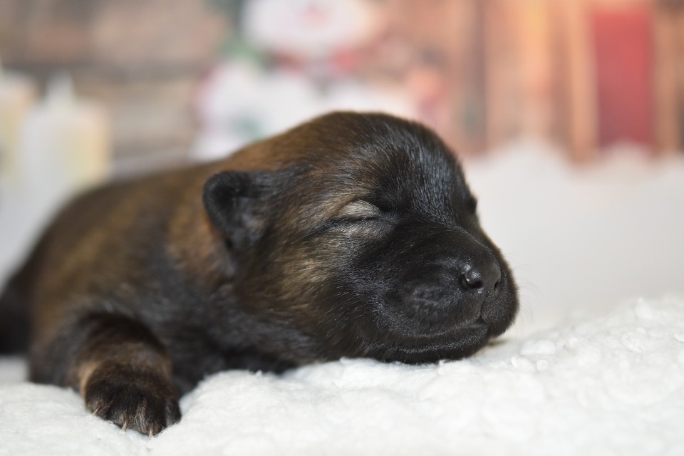 Een paar dagen oude puppy met nog open ogen. Heeft constante zorg van zijn moeder nodig.
