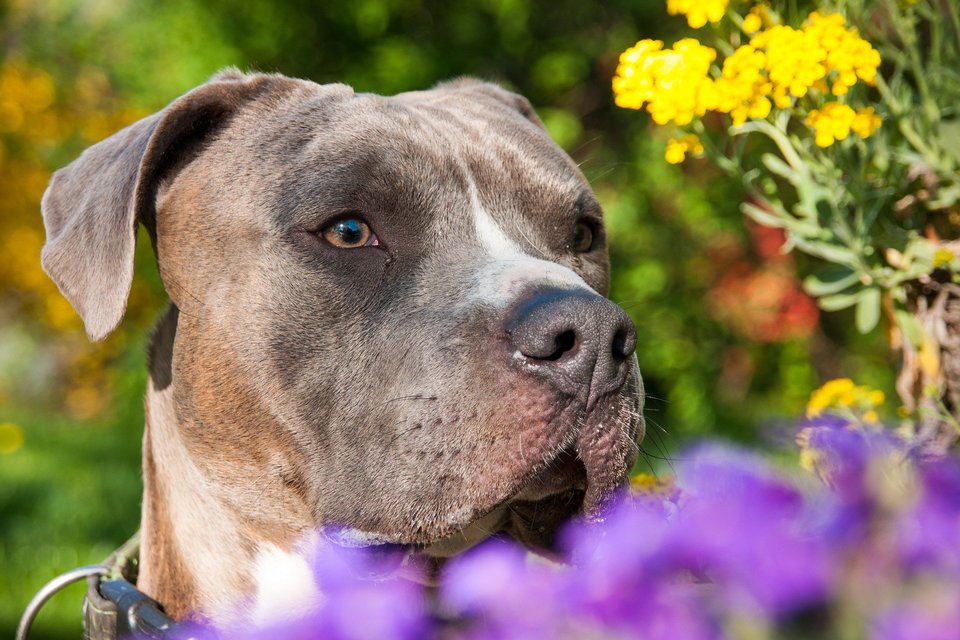 In het verleden werden de oren en de staart van de Amstaff meestal afgesneden, omdat deze tijdens gevechten in de weg konden zitten. Tegenwoordig is dit verboden.
