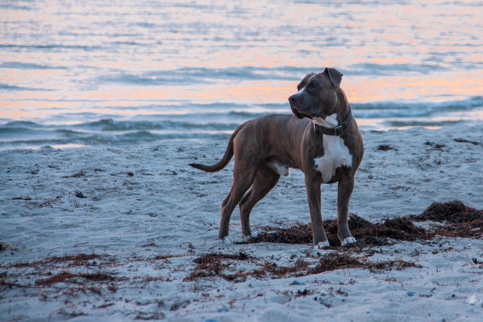 De gevlekte Amstaff is een van de kleurvarianten van dit ras. Momenteel is de blauwe of hemelsblauwe American Staffordshire Terrier gewenst.