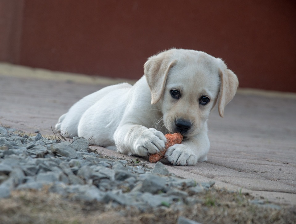 Een Labrador-puppy eet een wortel. Wortels zijn goed om op te kauwen - ze versterken de kaak van uw hond en houden deze gezond.