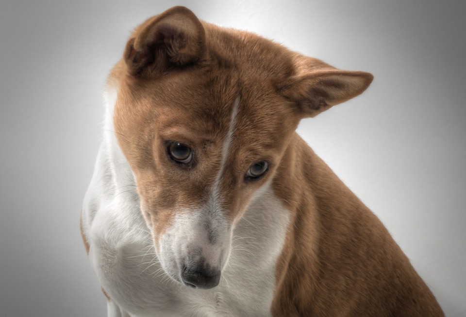Basenji-honden blaffen niet, maar geven karakteristieke geluiden die op jodelen lijken.