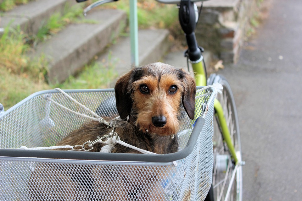 De hond in de mand, precies aan de mand en de fiets bevestigd. Reisveiligheid is van het grootste belang.