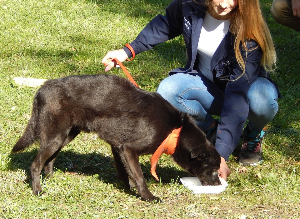 Reflecterende bandana's voor honden kunnen ook modieus en esthetisch zijn.
