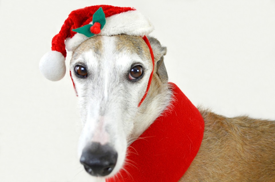 Een cadeau voor een hond moet hem gelukkig maken. De eigenaar van de hond weet het beste of het snacks, kleding, speelgoed of een nieuw bed wordt.