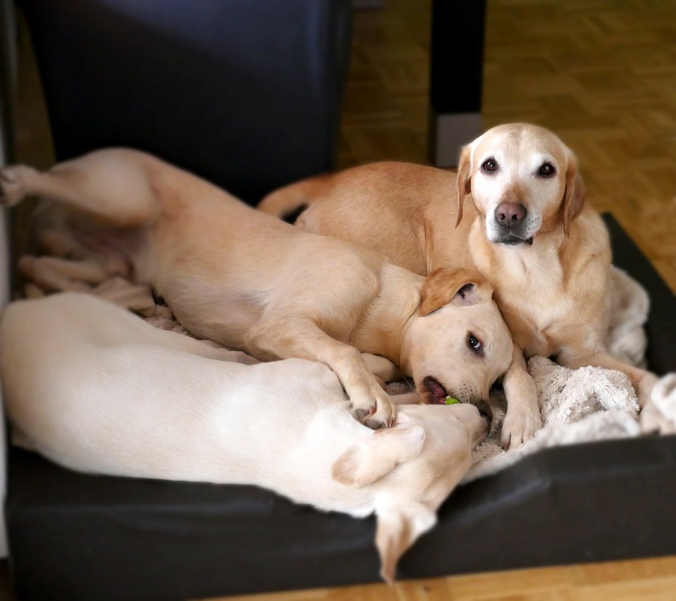 Een hondenmoeder met twee Labrador Retriever puppy's.