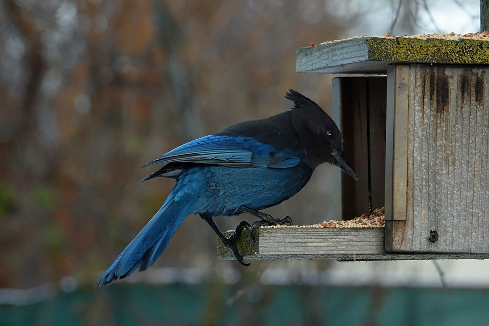  Een wilde vogel in een hut buiten. Je kunt wilde vogels voeden met maïs, granen en niet met brood.