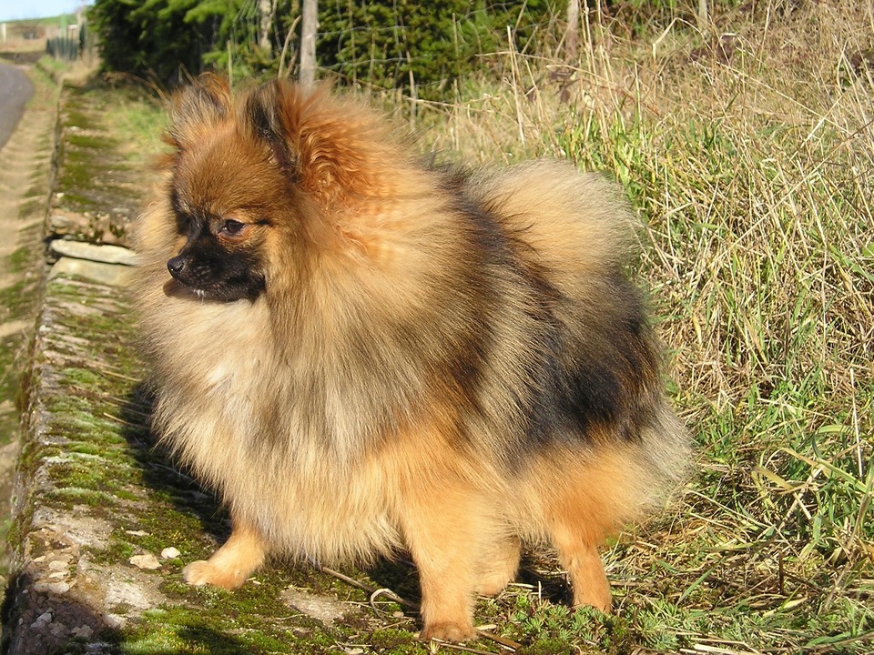 Miniatuurspitz met gemengde kleur. Hij is trots en geconcentreerd op de rand van de straat.
