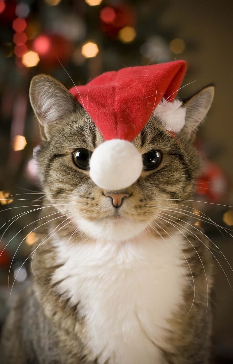 Een kat met een kerstmuts op het hoofd. Help de kat deze gekke en nerveuze tijd te overleven. Katten worden ook gestrest.