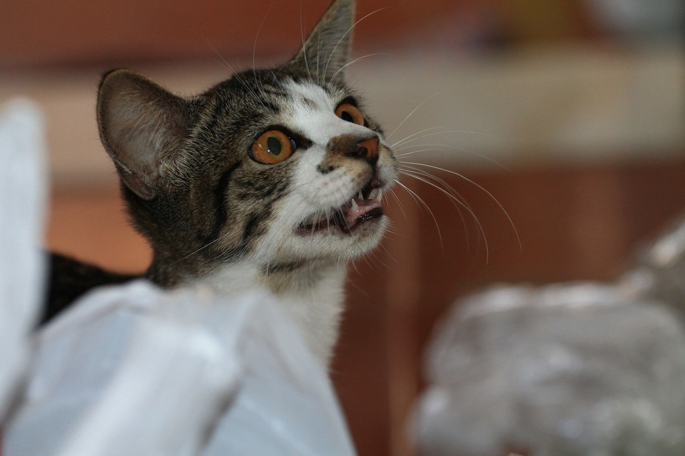Daarom moet de kat bij de beslissing voor deze voedingsmethode alleen met vlees uit betrouwbare bronnen worden gevoed, dat vers en goedgekeurd voor menselijke consumptie is.