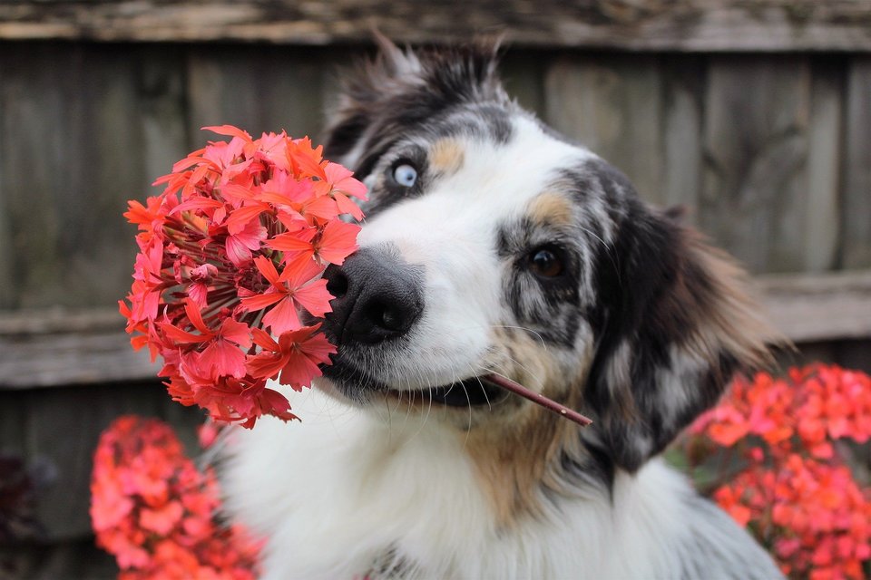 De Australian Shepherd met bloemen heeft twee verschillende kleuren ogen. Soms hebben honden speciale kenmerken die het gemakkelijk maken om een naam voor de hond te kiezen.