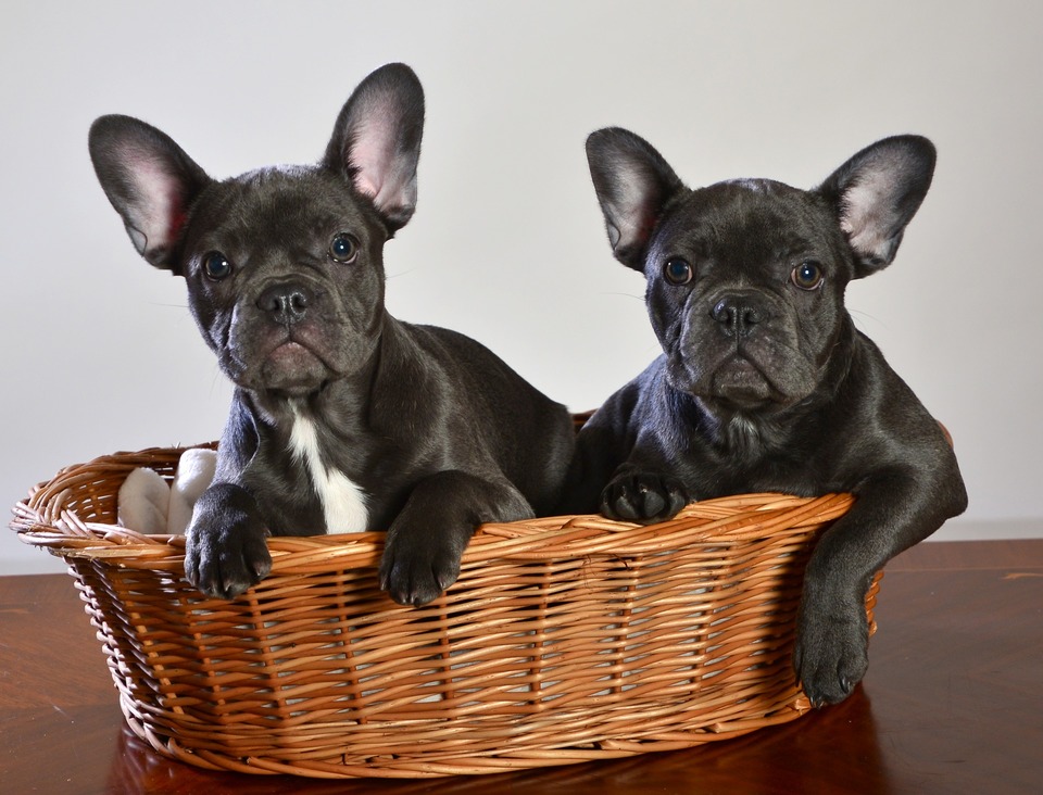 Franse Bulldog puppy's hebben al op jonge leeftijd grote oren. Vanaf de puppy-leeftijd moet preventie worden toegepast om het bot- en skeletsysteem van Bulldogs te beschermen