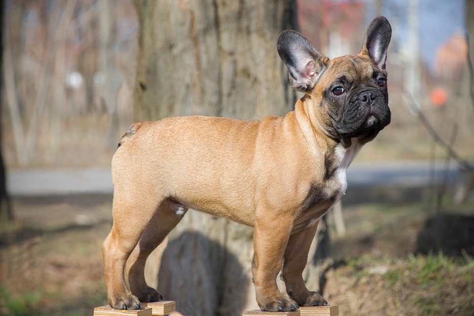 Franse Bulldogs behoren tot de sectie van de Molossers. Kenmerkend zijn hun grote rechtopstaande oren en de afgeplatte snuit.