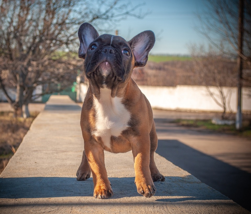 Mini Franse Bulldogs komen uit Engeland. Samen met Engelse Bulldoggen namen ze deel aan hondengevechten. De schattige gezichtsuitdrukking past niet bij deze rol.