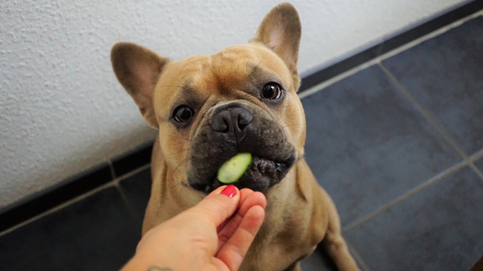 Bulldog eet komkommerschijf. Komkommers zijn toegestaan in het dieet van Franse Bulldogs, maar met mate, vanwege het hoge water- en mineraleninhoud kunnen ze diarree veroorzaken.