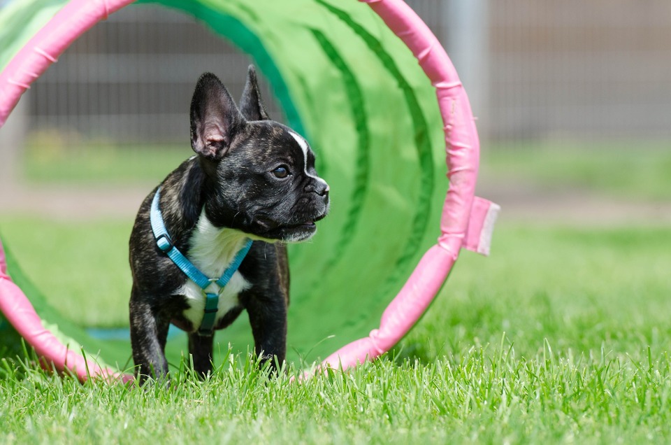 Franse Bulldogs zijn sociale en actieve honden, ze zijn goed in sommige hondensporten of bij het leren van gehoorzaamheid.