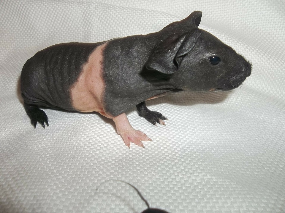 Volwassen huiskonijn van het ras skinny. Enkele haartjes zijn zichtbaar op de snuit en poten. Het skinny konijn is tweekleurig - zwart-wit