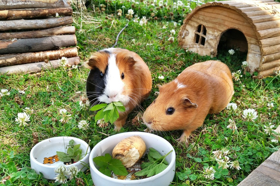 Twee cavia's in een opvanggebied die peterselie en groenten eten. Dankzij de socialisatie begrijpen ze elkaar goed.