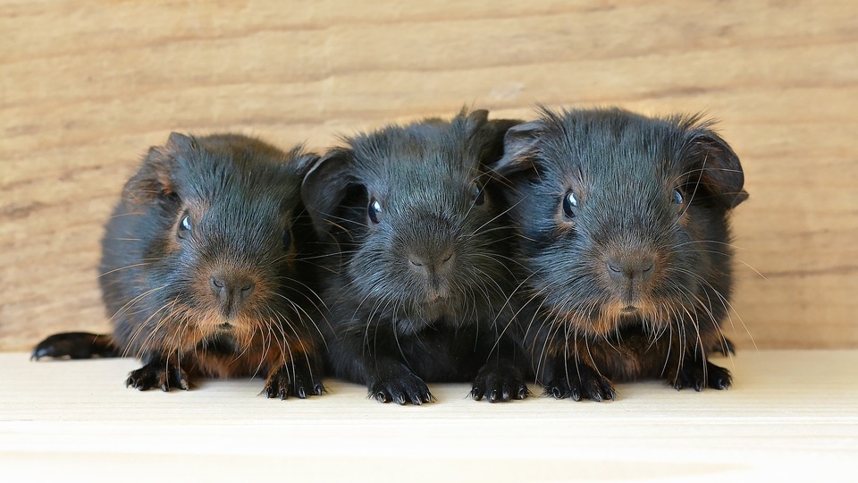 Drie zwarte cavia's met zwartbruin vacht.