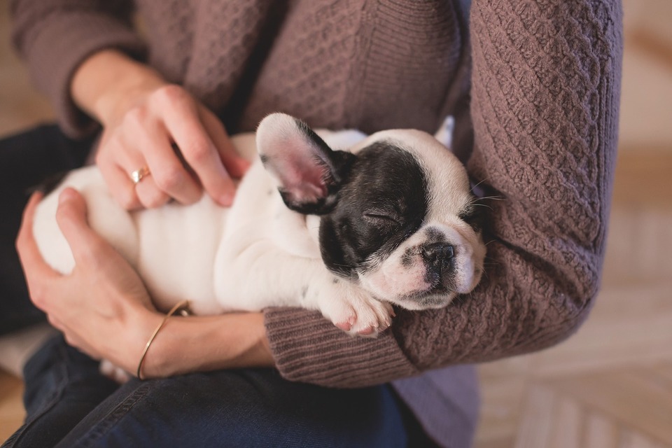 Franse Bulldog puppy slaapt knus tegen de verzorger aan.