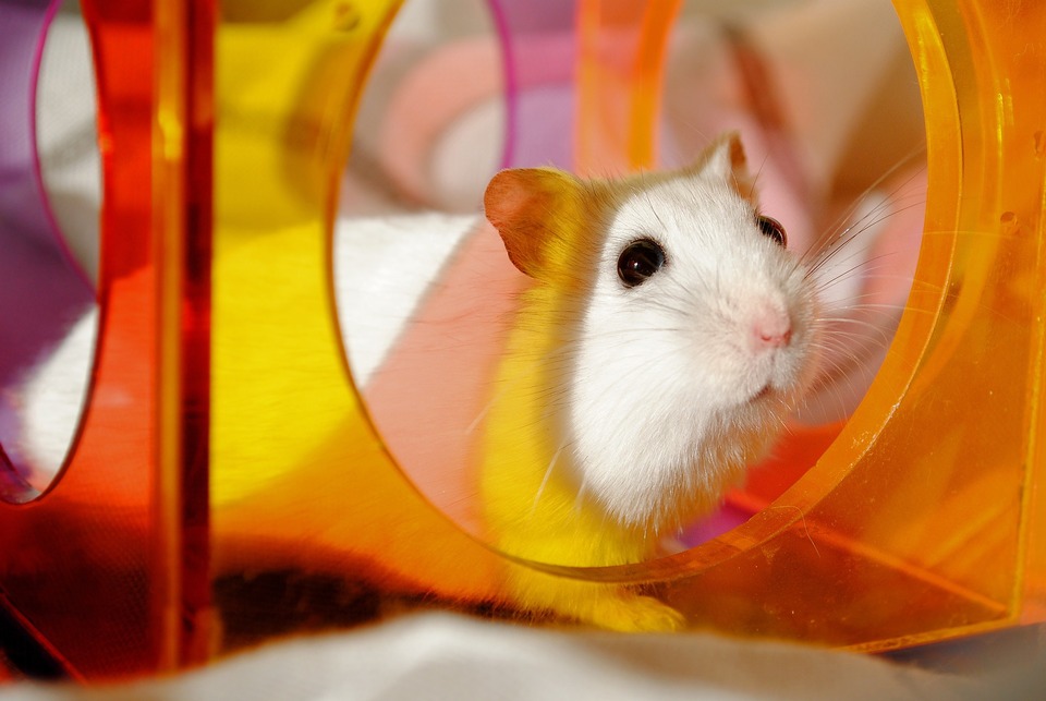 Hamsters zijn zeer nieuwsgierige dieren. Om te voorkomen dat ze zich vervelen, is het de moeite waard om af en toe hun omgeving te veranderen door speelgoed of tunnels toe te voegen.