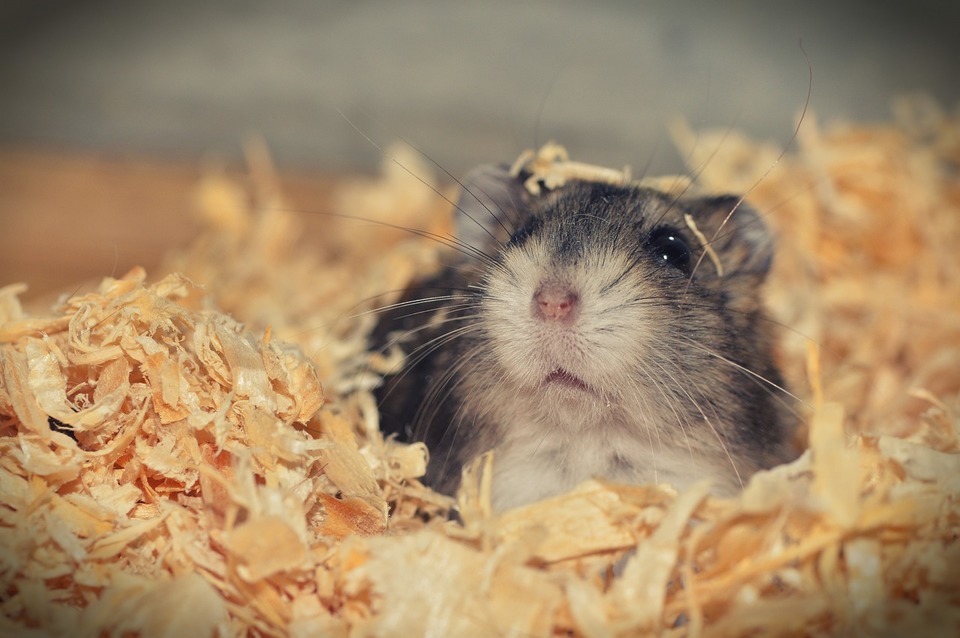 De Syrische hamster graaft vaak zaagtunnels. Daarom is het het beste om hem iets meer te geven.