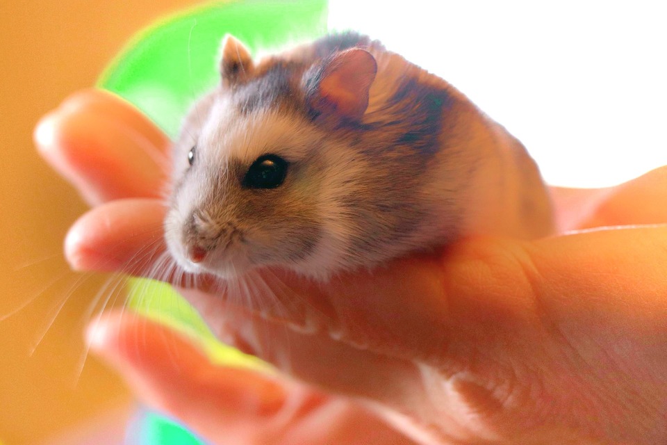 Hamsters zijn eenlingen. Na een tijdje wennen ze aan het contact met mensen en zijn ze graag in hun nabijheid. Ze zijn echter niet bereid om te knuffelen en te kussen.