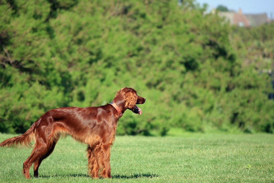 De English Setter heeft een leuk karakter, maar veel energie. Zijn mooie, halflange vacht moet regelmatig worden gekamd.