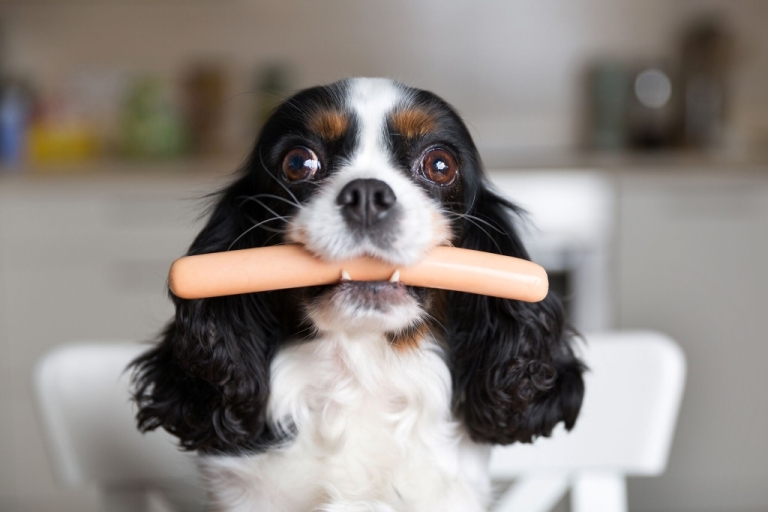 Koning Charles Spaniel hond met worst