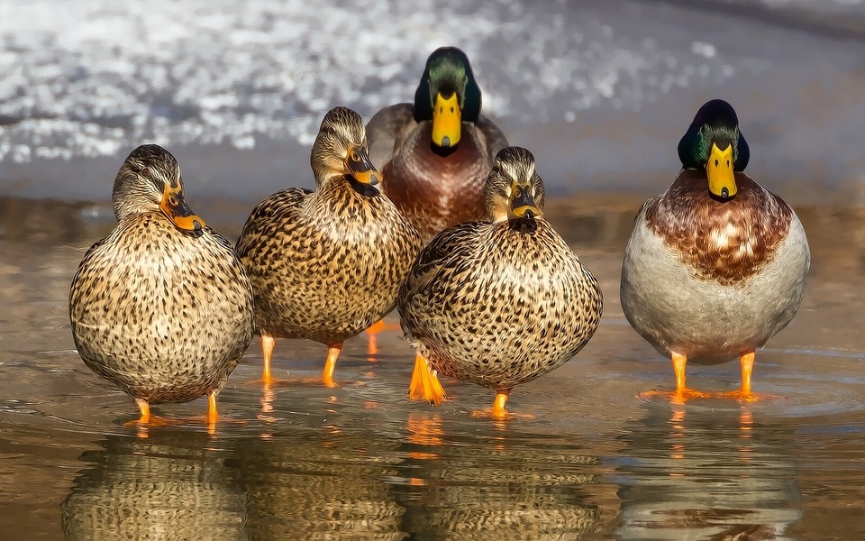 Een groep eenden baadt in het water. Je moet eenden en zwanen niet met brood en broodjes voeden, maar alleen met groenten, havermout en maïs.