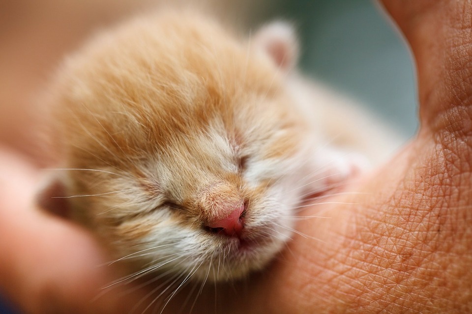 Een paar dagen oud kitten in de handpalm van een mens. Het kitten heeft zijn ogen nog niet open.