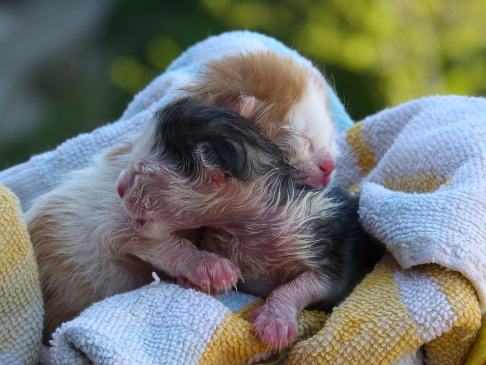 Net geboren, twee hulpeloze kittens. Nat van vruchtwater, gewikkeld in een handdoek.