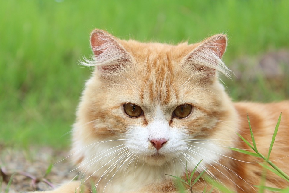 Een ginger kat buiten, katten buiten hebben een grotere kans om een loopneus en ziekte op te lopen.