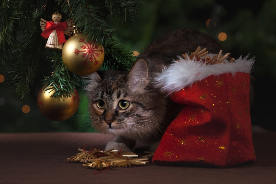 Een kat die gestrest is door de chaos tijdens de voorbereidingen voor Kerstmis. Hij zit met een geschenktasje onder de boom.
