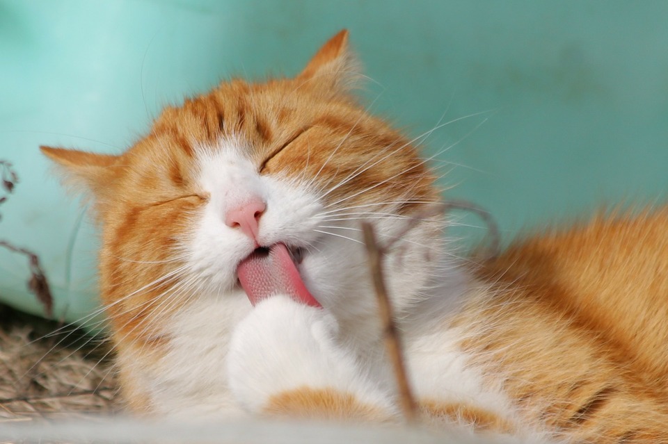 De kat likt zijn poot. Het handhaven van hygiëne en netheid is een zeer belangrijke activiteit voor katten. Een kat die stopt met wassen, voelt zich waarschijnlijk ongemakkelijk.