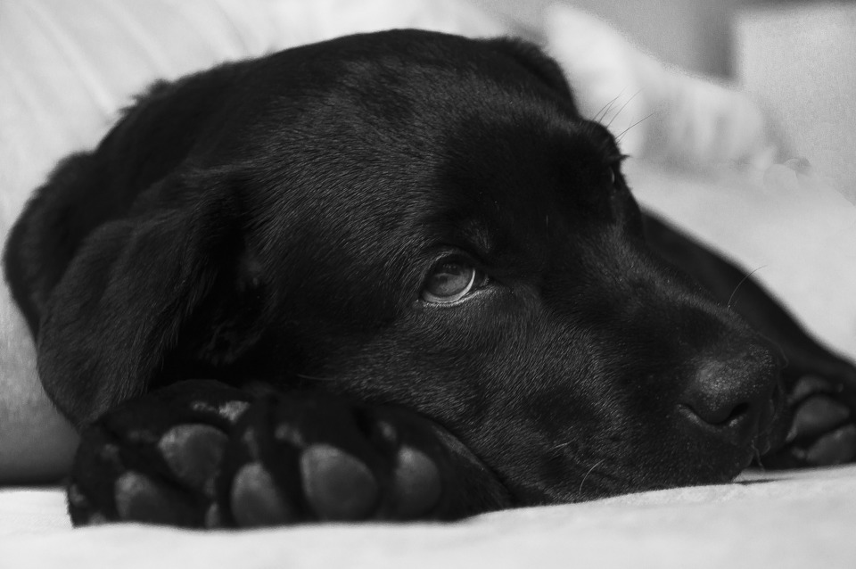 De zwarte labrador ligt met het hoofd op de voorpoten en kijkt in de verte.