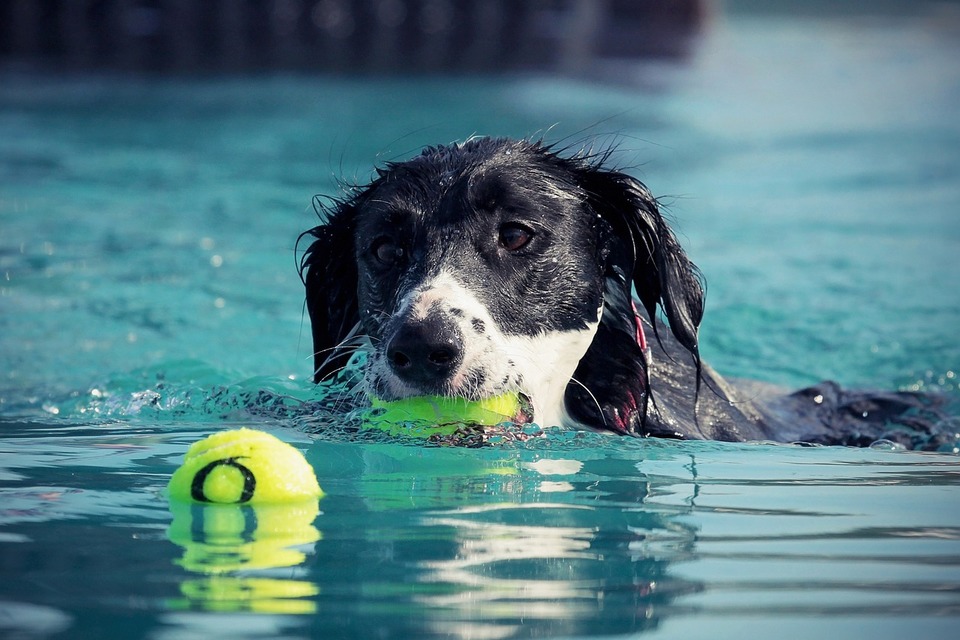 De hond vangt de ballen in het zwembad. In het water spelen is op warme dagen een goed idee voor honden die kunnen zwemmen.