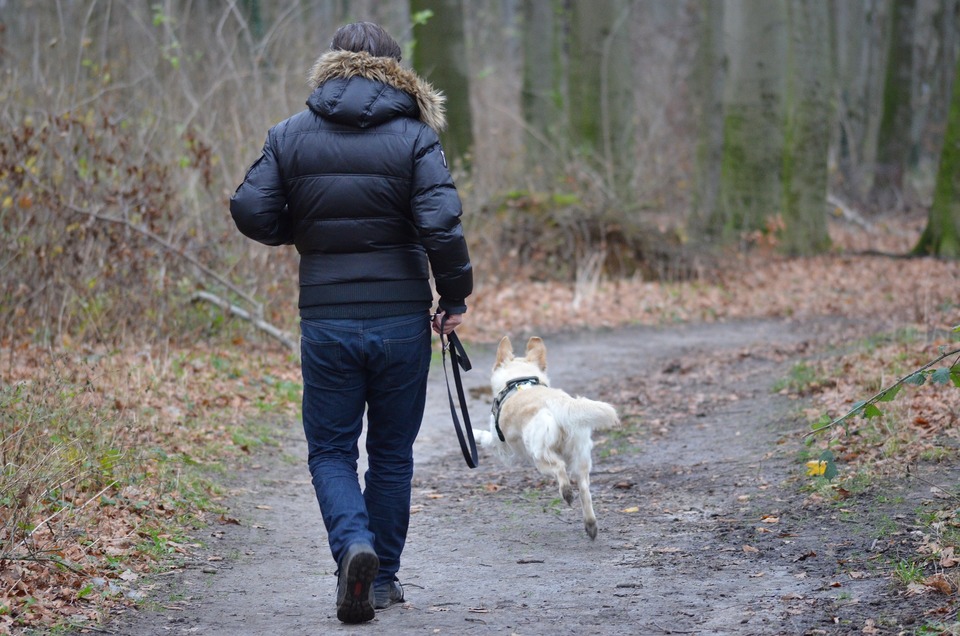 Voor uw eigen veiligheid en de veiligheid van een hond, moeten we hem altijd aan de lijn houden. U kunt lange lijnen gebruiken, zodat de hond vrij kan lopen.