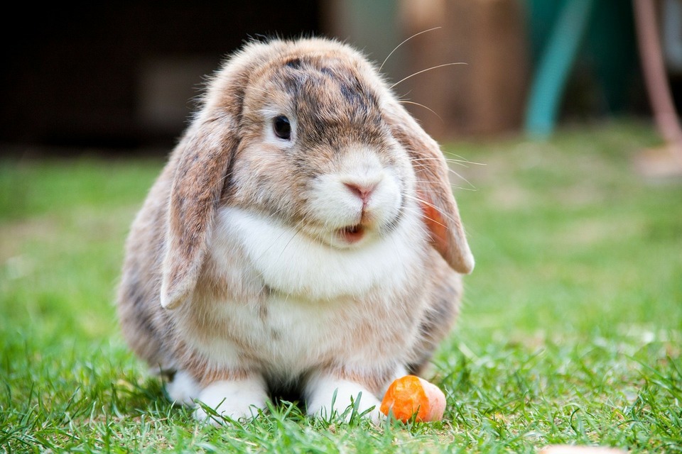 Het Mini-Lop-konijn eet een wortel. Hij staat met open mond in het gras.