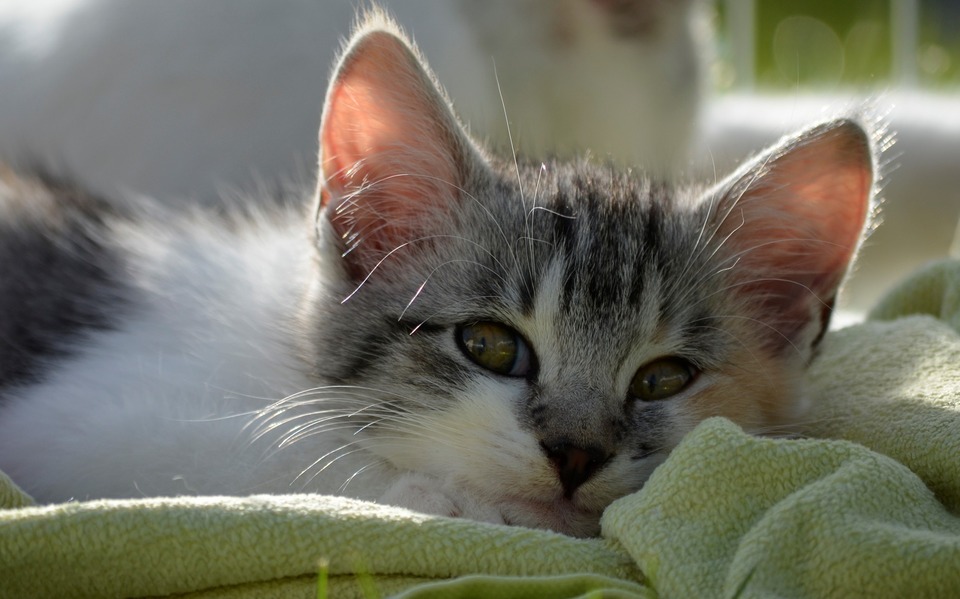 Het derde ooglid, dat zichtbaar is op de ogen van de kat, is een teken van zwakte, ziekte of uitdroging. Het zichtbare derde ooglid moet ons altijd zorgen baren!