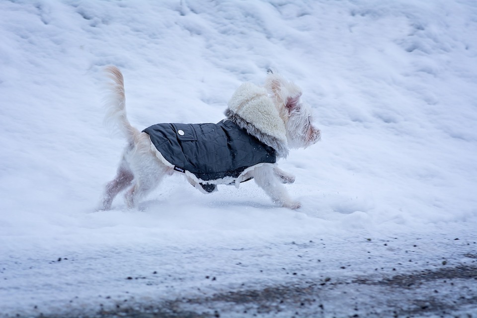 De kleding voor honden moet goed passen en mag de bewegingen van de hond niet beperken.