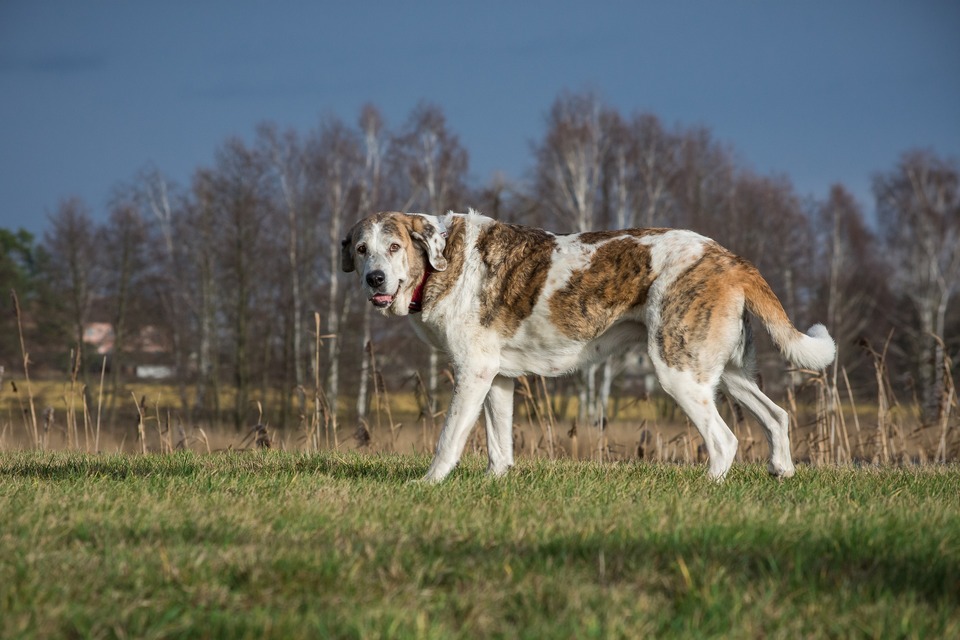 Een enorme hond staat op een open plek. Grote honden lijden veel vaker aan gewrichtsaandoeningen.