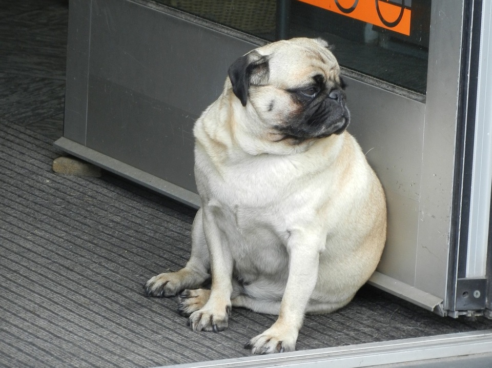 Een obese mopshond kan nauwelijks lopen. Obesitas veroorzaakt ook hartziekten, artritis, diabetes en meer.